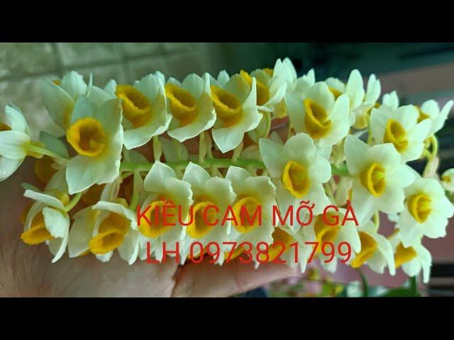 LAN RỪNG KON TUM 1/6/2025 LH 0973821799