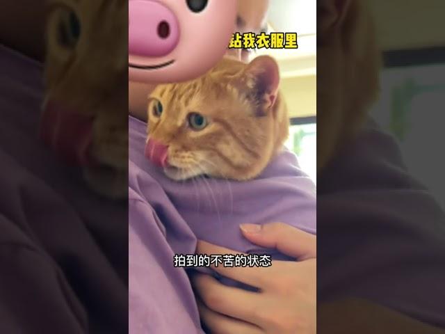【貓咪叫不苦】關於我吃瓜吃到自己貓身上才發現被貓套路了這件事！