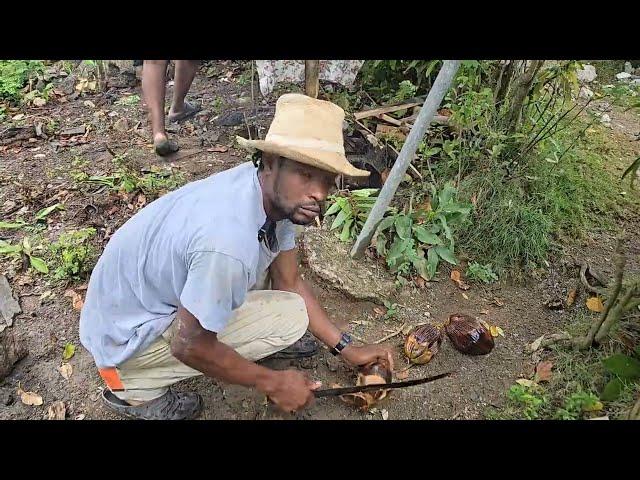 Jamaican Salt Mackerel Run Down With Roast Breadfruit In The Rain Cooking For Miss Little Work Men