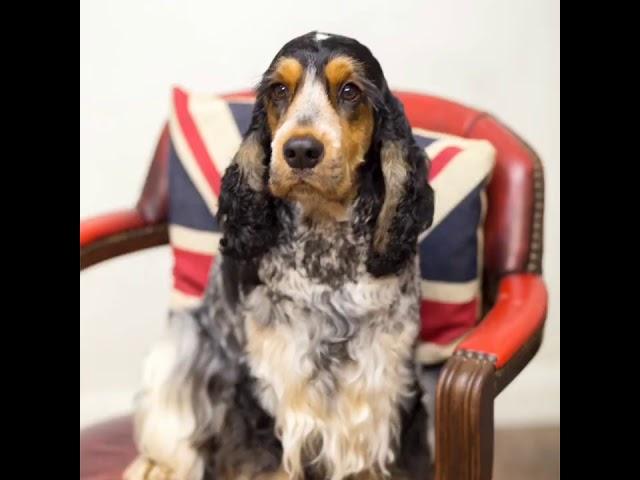 Dog Grooming, Gundog Dog Grooming UK - Rebecca Goutorbe Derbyshire