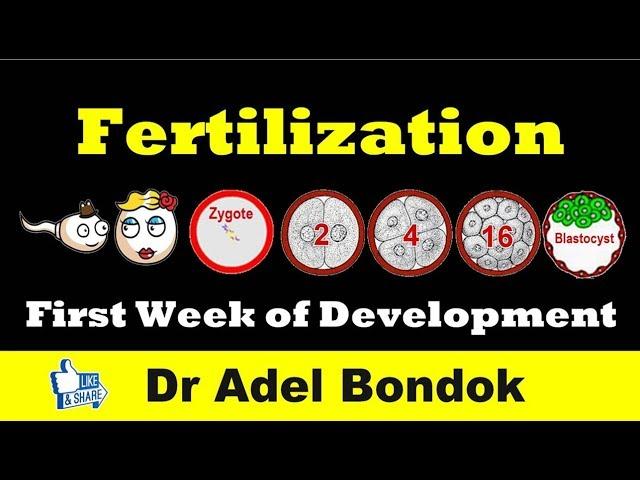 Fertilization and First Week of Development, Dr Adel Bondok