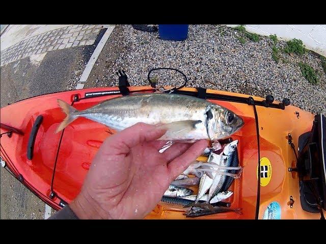 HORSE MACKEREL – You Can't Eat Them - Catch, Prepare, Cook, and Eat!