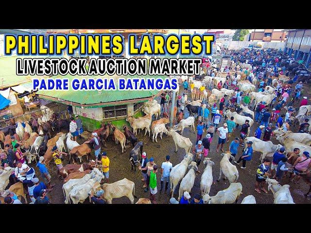 PADRE GARCIA BATANGAS Livestock Auction Market and Public Market Walking Tour