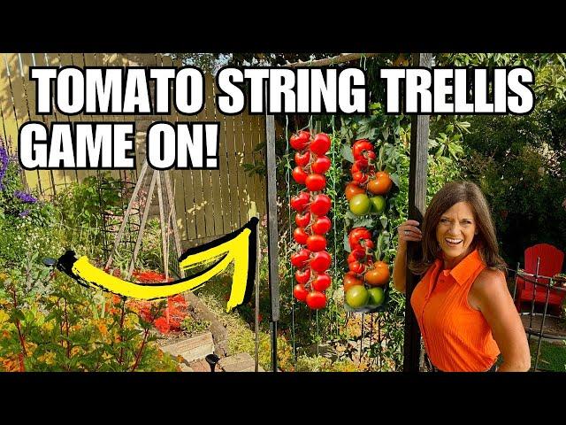 Tomato String Trellis: Game On!