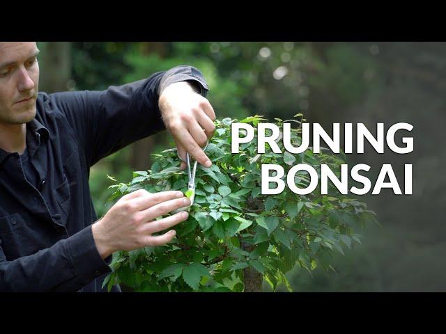 How to Prune a Bonsai tree