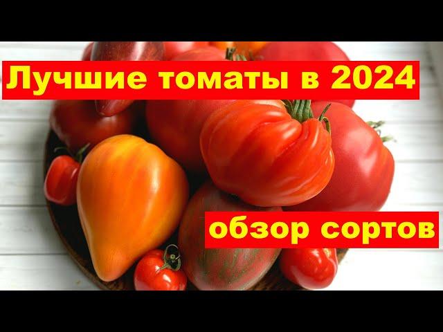 ЛУЧШИЕ СОРТА ТОМАТОВ по итогам 2024 года, УРОЖАЙНЫЕ и ВКУСНЫЕ