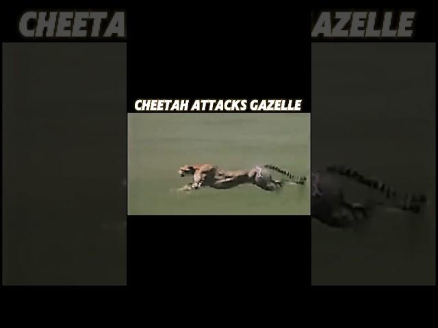 cheetah vs Gazelle #trending #cheetah #gazelle #animals #youtubeshorts #viralvideo #boy #shorts