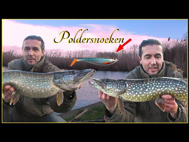 Poldersnoeken met shads - Snoekvissen in de winter #87