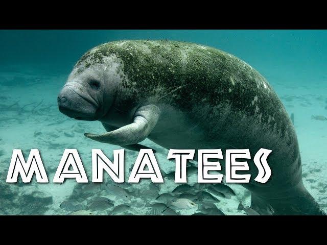 All About Manatees for Children: Manatee Video for Kids - FreeSchool