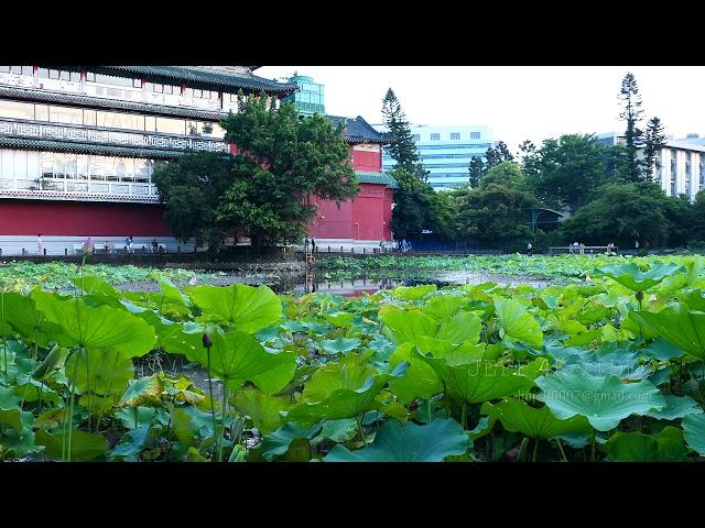 台北植物園-荷花池風情-大自然音樂-(4K video 影片)-Nature Sounds Taipei Botanical Garden#jeff0007