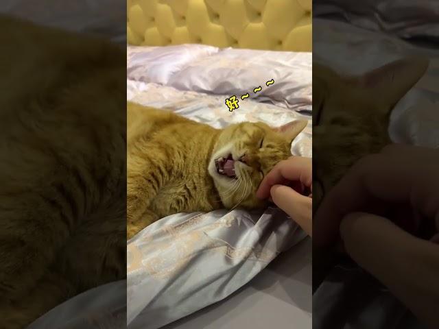 【#猫咪叫不苦】只要有你 哪怕冷冰冰的出租屋也可以是我的家呀 #万物可爱计划  #这小猫谁养谁不迷糊啊