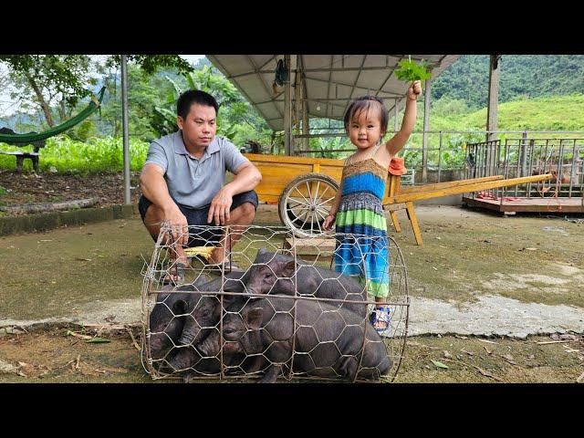 Bring the piglets to the market to sell - Cooking/XuanTruong.