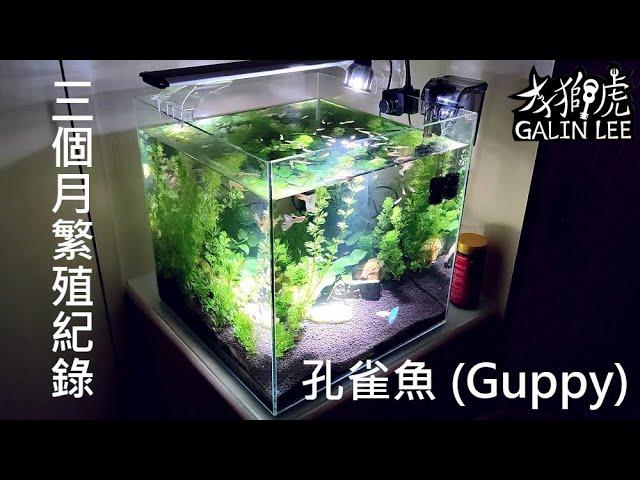 孔雀魚三個月的繁殖紀錄 – Breed Guppies