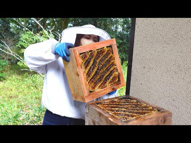 Honey harvest in December. Natural beekeeping of Japanese honeybee.