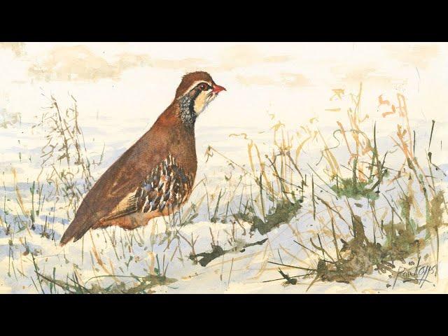 How to Paint A French Partridge in Snow in Watercolour.
