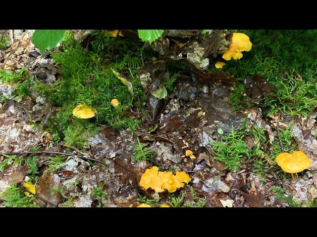 Cèpe/ bolets / girolles et très grandes variétés de croiser ..