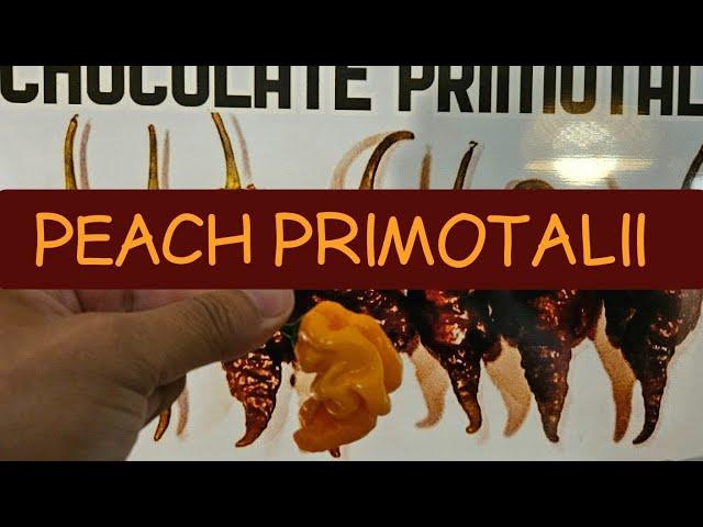 Peach Primotalii-Seeds Available