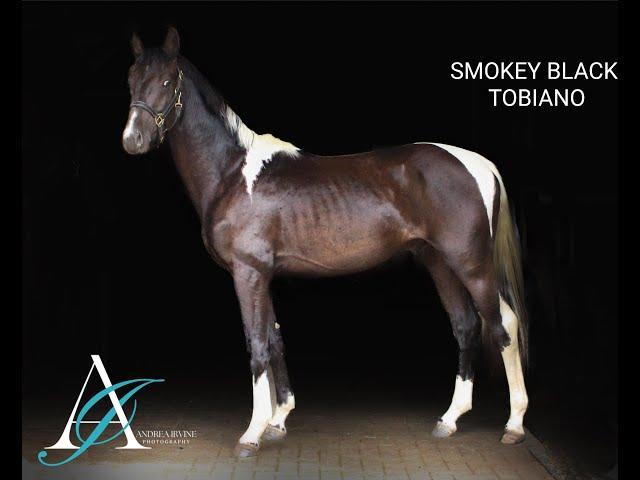 MYSPIRES HIGH PROFILE 2021 Smokey Black Tobiano Stallion