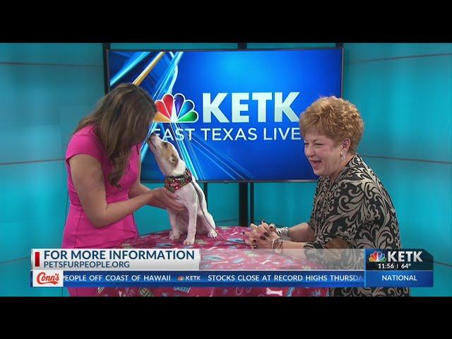 Pets fur People introduces us to Karen!