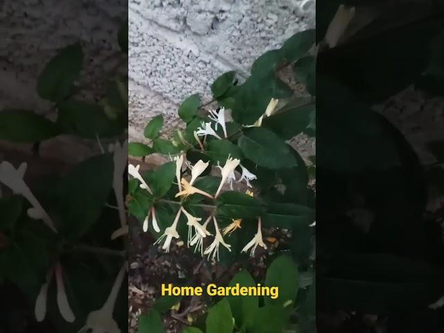 Honeysuckle (blooming)
