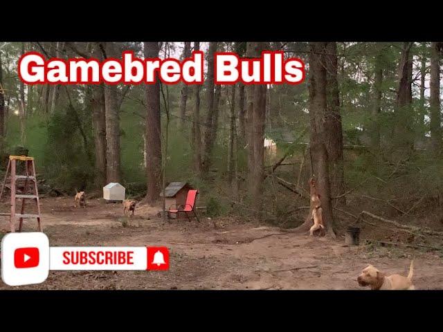 Daily Routine In The Jungle Gamebred Bulls With MarcosTVG