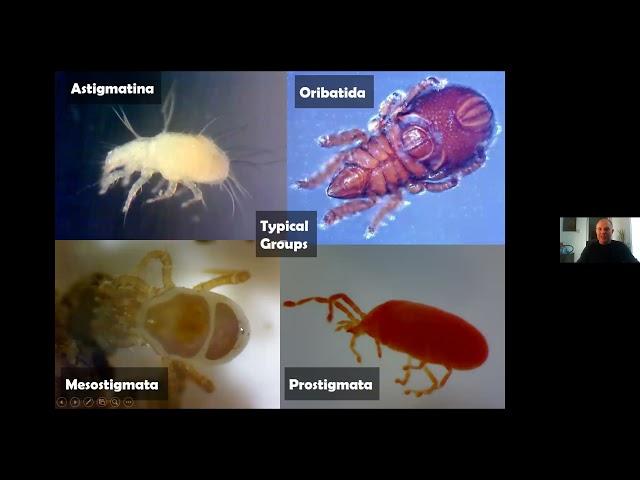 Identifying Mites