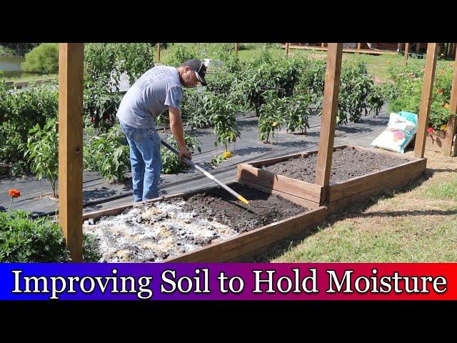 Improving raised garden bed soil to hold more moisture and planting fall garden.