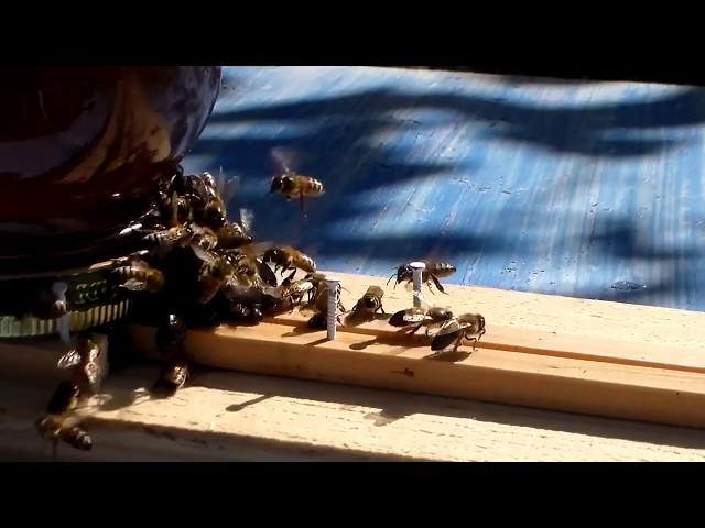 Honeybee Open Feeding Behavior in September-Defending against a Hornet!