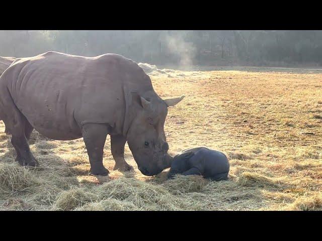 Incredible footage of rhino calf birth