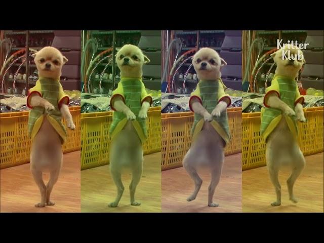 Dancing Dog Gets Lit In An Aerobic Class | Kritter Klub