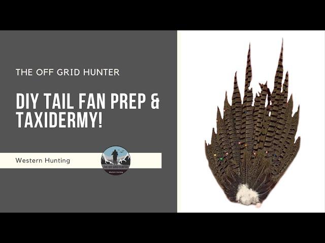 How To Tail Fan Mount Turkey Pheasant and Upland Game! TAXIDERMY | THE OFF GRID HUNTER