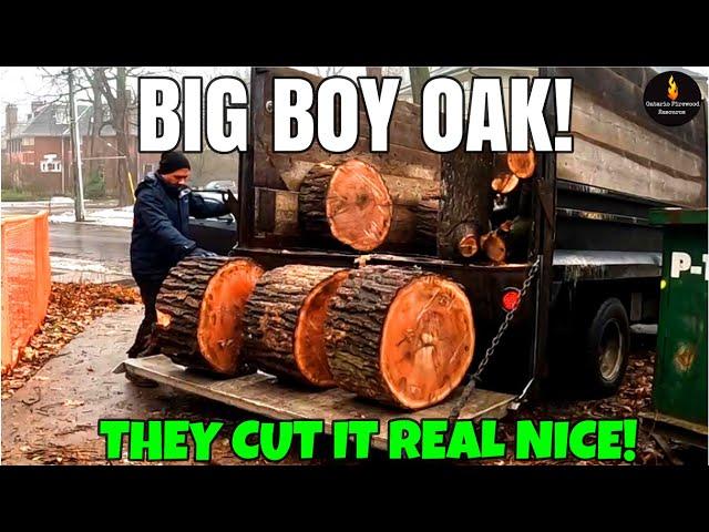 BIG DIAMETER RED OAK SCORE! #FIREWOOD