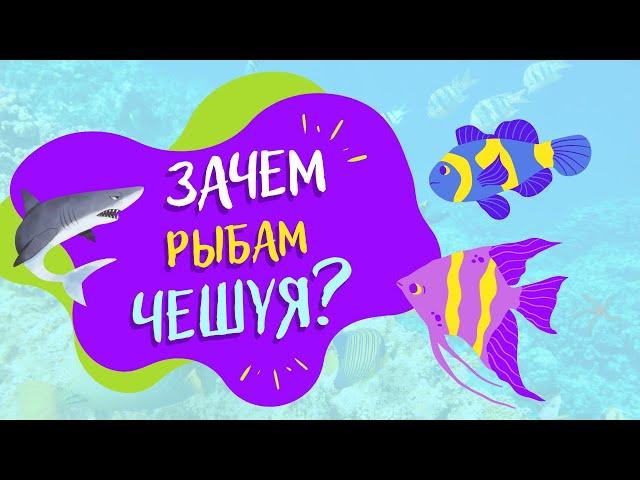 Зачем рыбам чешуя? | ВСЁ ОБО ВСЁМ