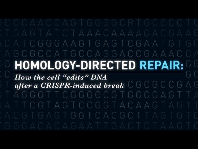 Homology-Directed Repair: How the Cell Edits DNA After a CRISPR-Induced Break