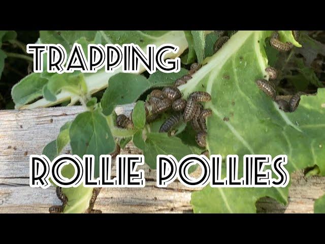 Trapping Rollie Pollies, Pill Bugs, Sow Bugs