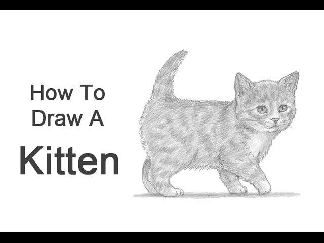 How to Draw a Kitten