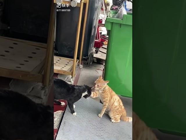 고양이 싸움.. cat fight