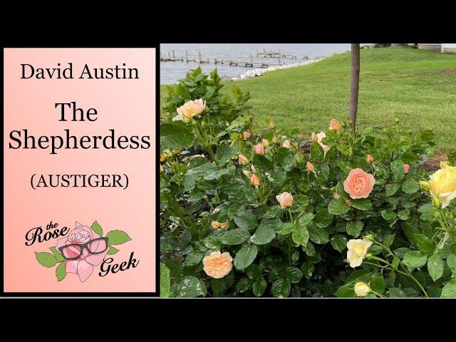  David Austin's The Shepherdess Rose / AUStwist