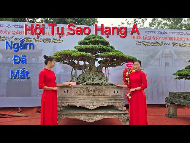 CHIÊM NGƯỠNG MÃN NHÃN hàng cây SAO SỐ HÀNG ĐẦU xuất hiện tại TL nv Thăng Mến - TP Việt Trì .