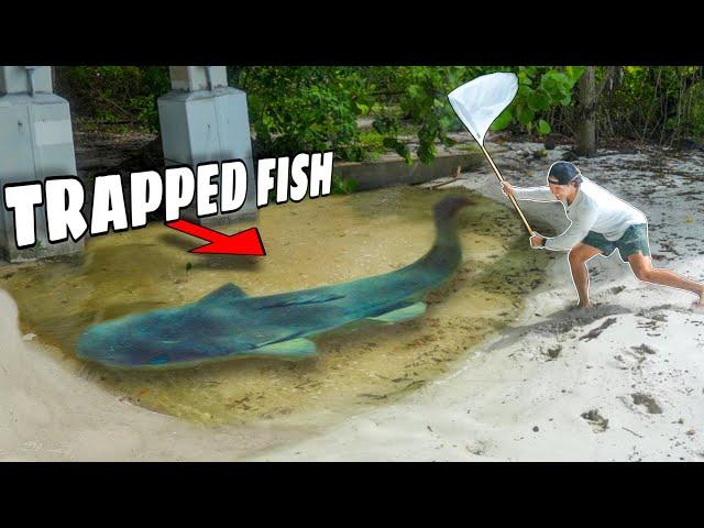 Netting SEA CREATURES Trapped in FLOODED TIDE PUDDLE!!