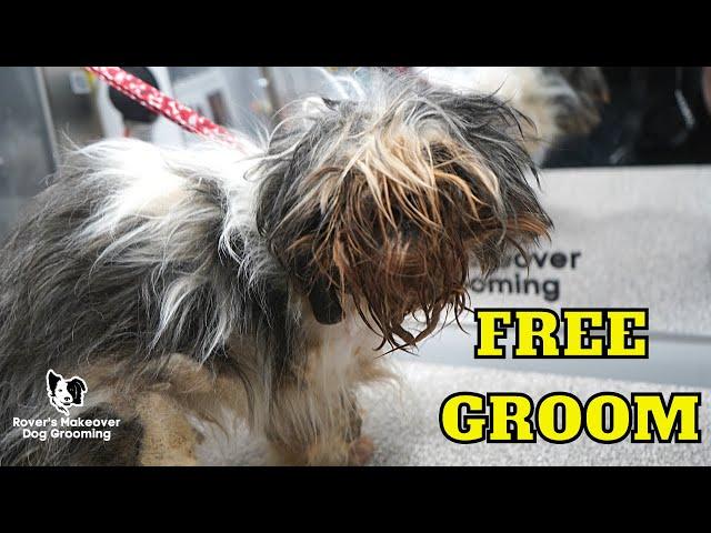 SEVERELY Matted FREE Shih Tzu Groom