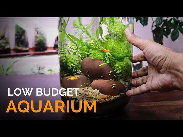 Low Budget Aquarium in a Jar