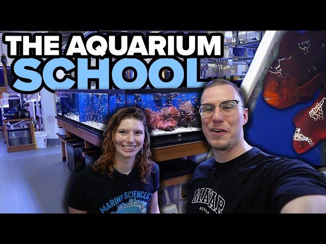 This is a SCHOOl for AQUARIUM enthusiasts?! -*BEST SCHOOL IN THE WORLD*