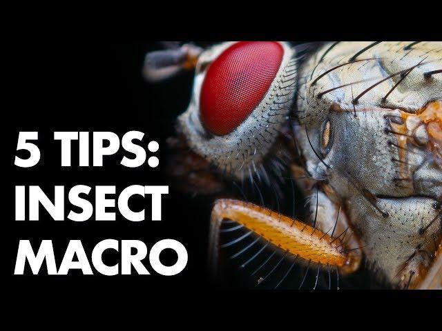 5 Tips for Freehand Insect Macro Photography