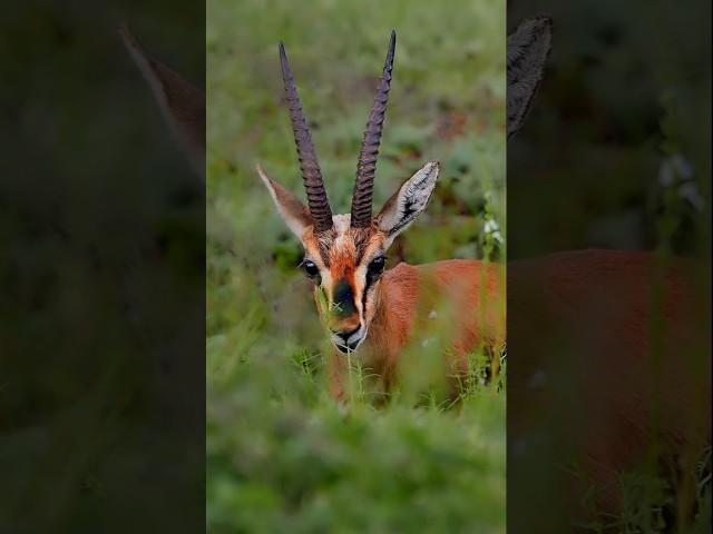 This music with Nature’s Peace | Serene Wildlife Scene | #nature #wildlife #photography #shorts
