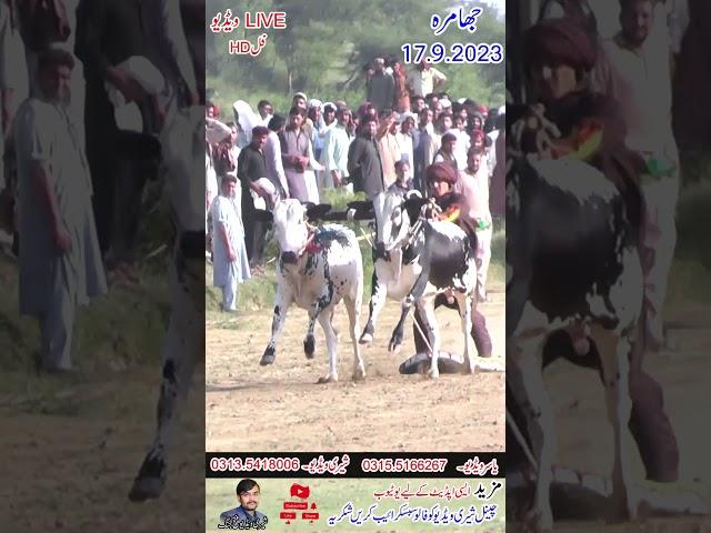 Bull Race In Pakistan 2023 Haripur Village jhamra  #sherryvideobullrace #bullrace