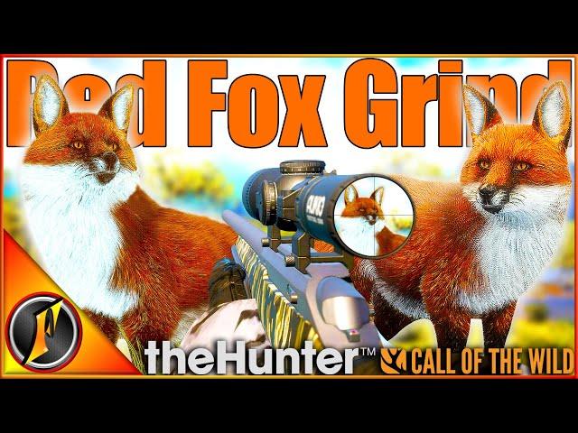 The Great One Red Fox Grind Begins! | theHunter Call of the Wild