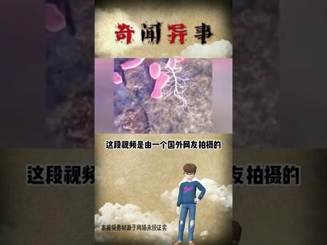 奇闻异事 奇闻趣事 奇闻怪事 奇闻档案录 冷知识 未解之谜