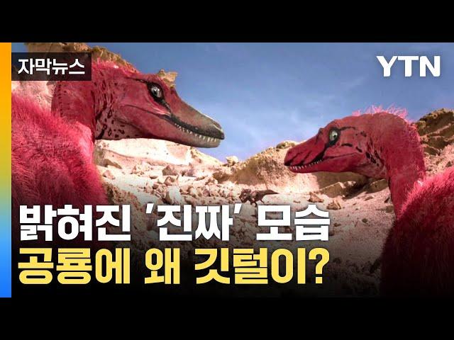 [자막뉴스] 날 수 없는 공룡, 왜 깃털이 있었을까? / YTN