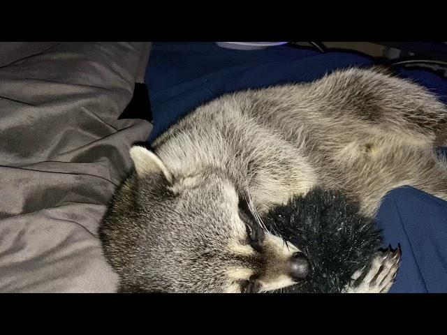 Cute Raccoon purrs like a cat! His reaction when he gets a fuzzy ball!